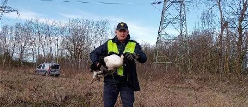 Strażnicy ratowali łabędzia