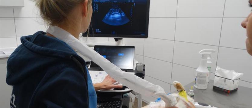 Zdolny, odporny, lubiący wyzwania. Weterynarz dla schroniska