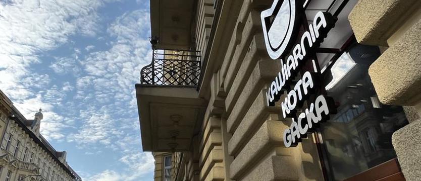 Kocie królestwo w centrum miasta