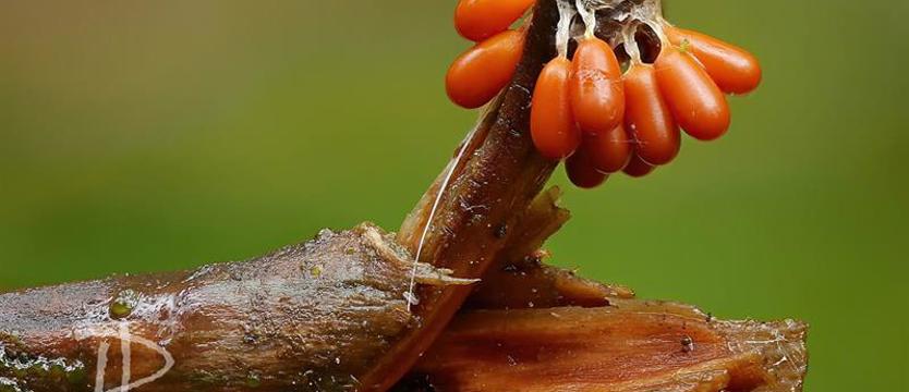 Maworek, śluzek, czuprynka piękna. Fascynująca wystawa w ZUT