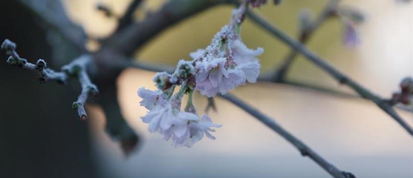 W niektórych zachodniopomorskich powiatach będą przymrozki