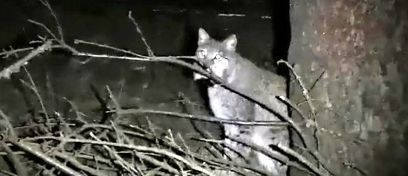 W leśnictwie Łosośnica marcują rysie