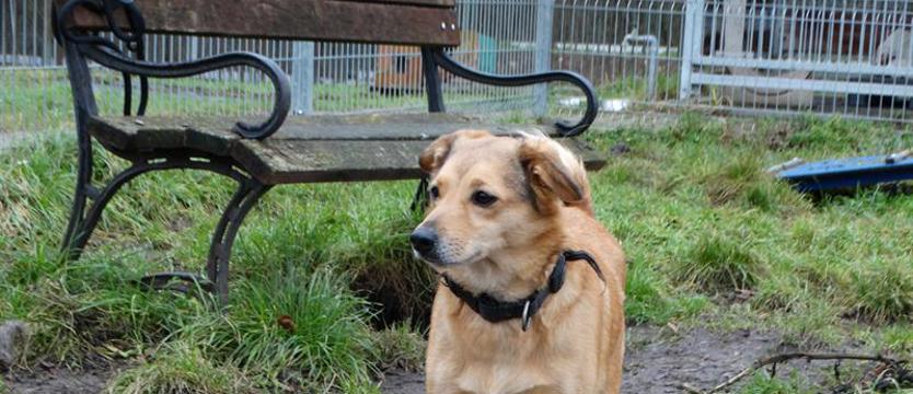 Weź mnie KURIEREM do domu. Zosia wypatruje swojego człowieka