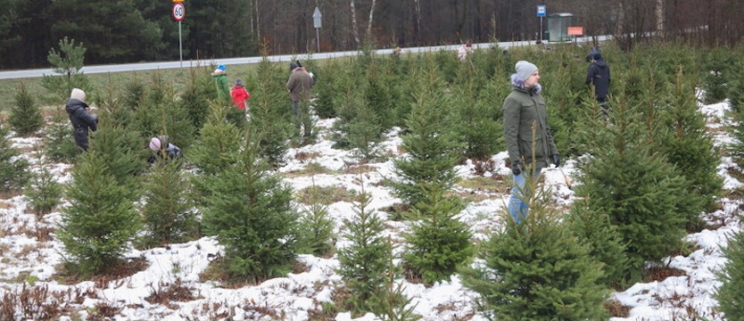 W Lasach Państwowych za choinkę na święta średnio zapłacimy od 40 do 130 zł
