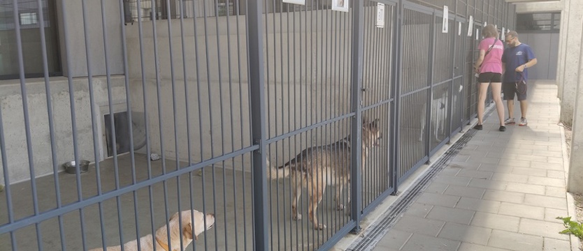 Ślepe czipy. Wszczepienie nie zawsze oznacza rejestrację