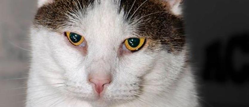 Dziś Dzień Kota. One czekają na adopcję