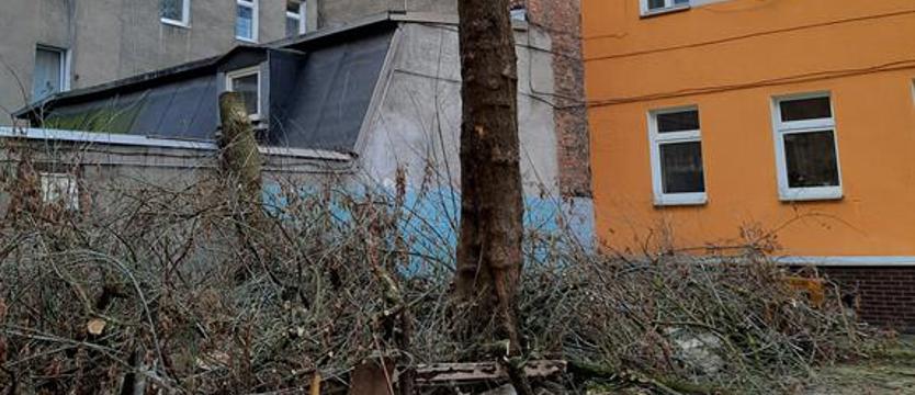 Dwa drzewa i wspomnienia. „Serce pęka”