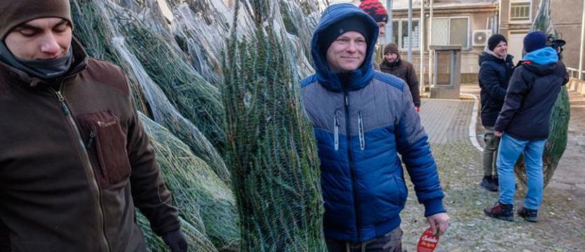 Świąteczne drzewka dla krwiodawców. Oddali krew, dostali choinki