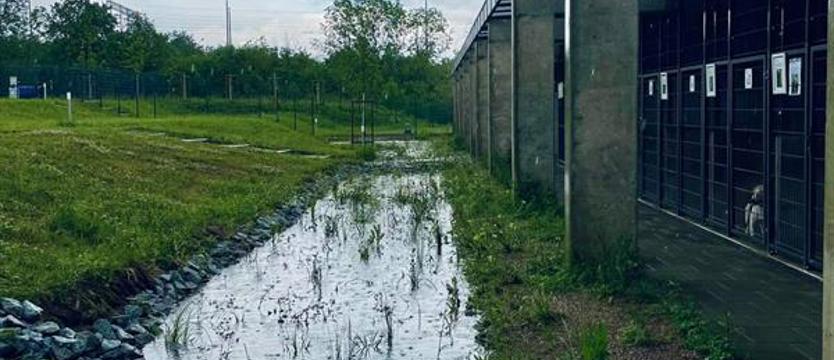 Praktyka deszczowego ogrodu