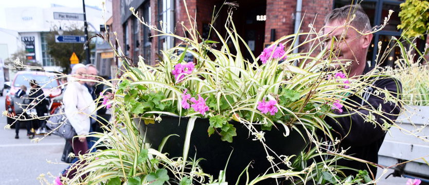 Darmowe sadzonki kwiatów dla mieszkańców Świnoujścia