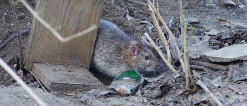 Opary tej trutki są śmiertelne!  