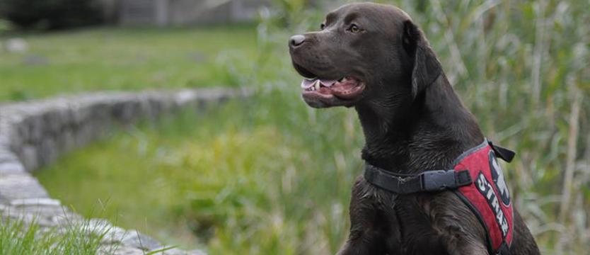 Można liczyć na psi nos. Stróż, ratownik, poszukiwacz…