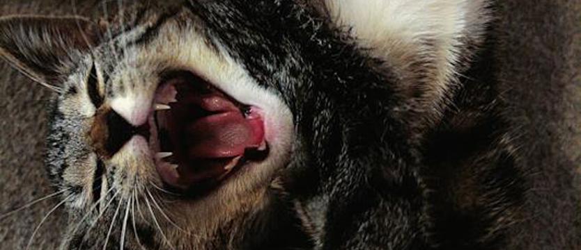 Wystawa fotograficzna. Nie tylko koty