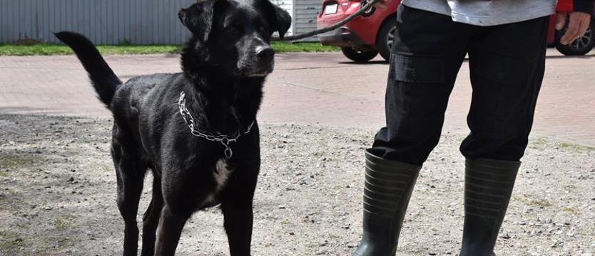 Weź mnie KURIEREM do domu. Indywidualista nazwany Cyganem