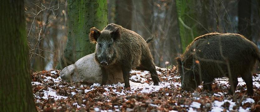 Kontrakt na „miejskiego łowczego”. Ratować będzie tylko do 22.00