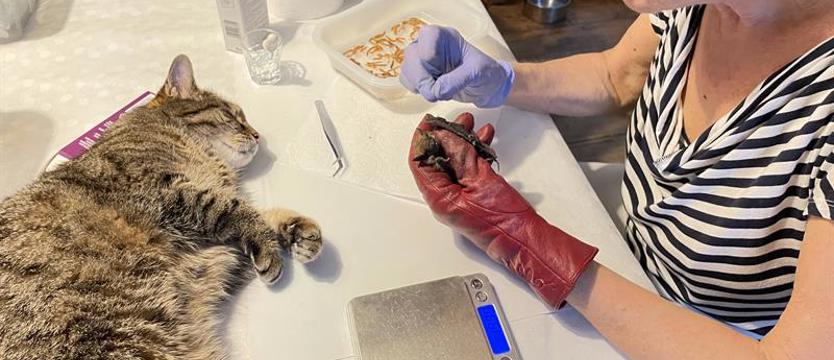 Cudem uniknął śmierci i trafił w dobre ręce. Wiktor przysłuży się sprawie nietoperzy