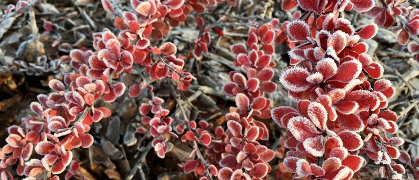 Uwaga - w nocy i nad ranem mogą wystąpić przymrozki w prawie całym regionie