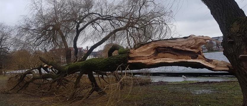 Dwa ostrzeżenia przed silnym wiatrem w całym regionie