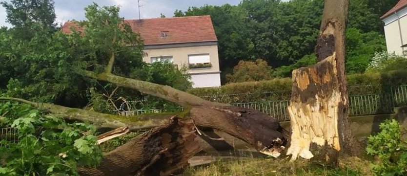Po ulewie w Szczecinie. Ucierpiało sporo drzew, mogą występować utrudnienia w komunikacji