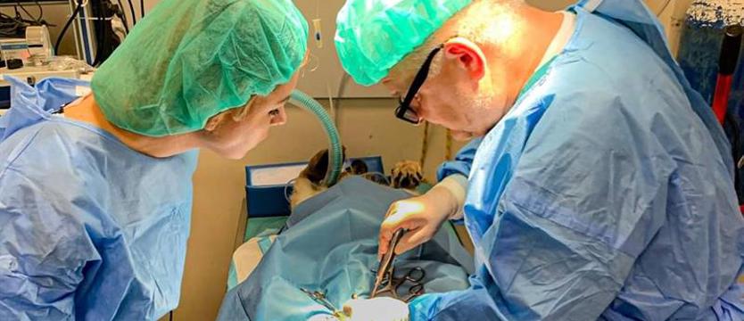 Gdy cztery łapy w potrzebie