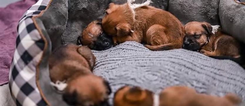 Fantastyczna piątka w schronisku