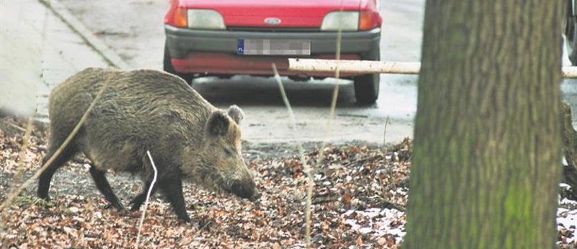Dziki na Pomorzanach