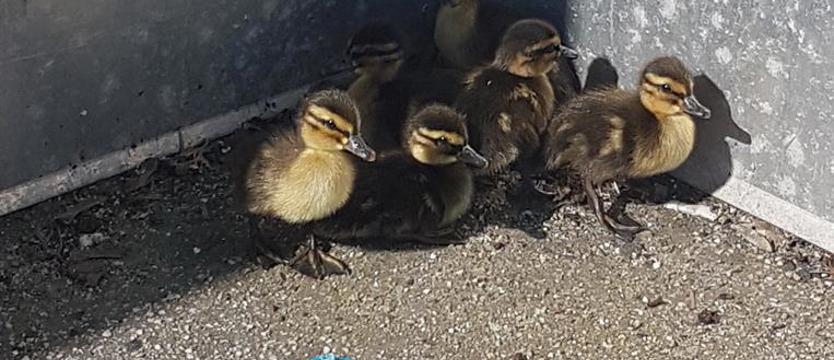 Kaczuszki na dachu Kaskady. Po raz trzeci