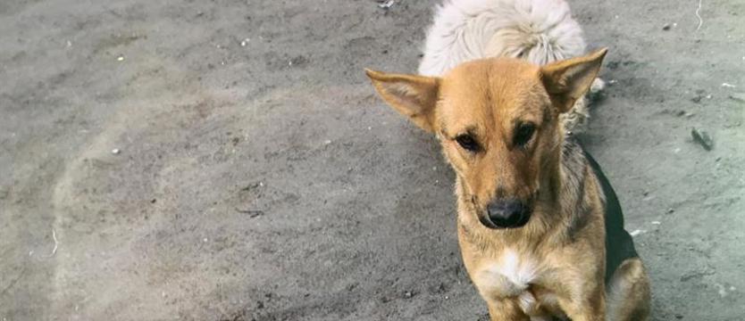 Kółka dla zwierzaków. Ciągniki w drugi dzień świąt