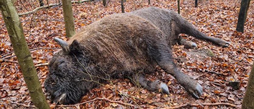 Przyrodnicy walczą o króla puszczy