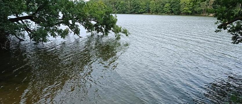 Niech (nas) przetrwa las. Zakaz dzikich ognisk – ostrzeżenia także w języku ukraińskim