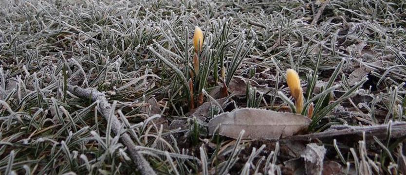 Ostrzeżenie meteorologiczne. Nocne przymrozki w regionie