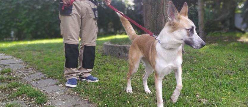 Oczy tej małej psiny