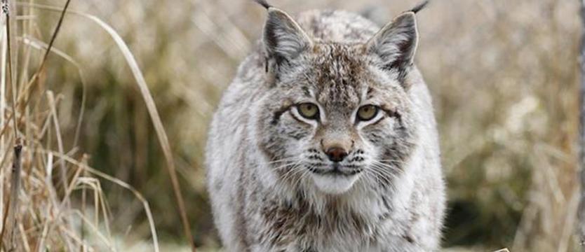 Co słychać u naszych rysi?