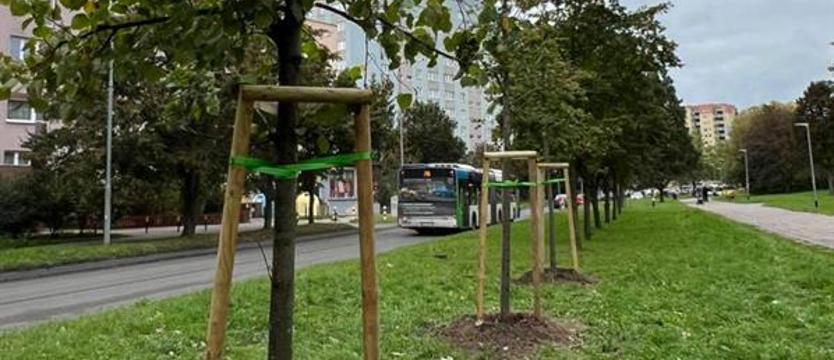 Przesadzanie dla ratowania