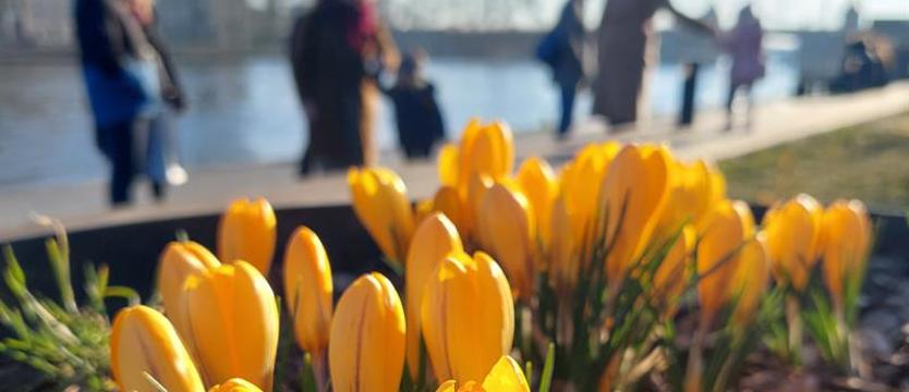 Konkurs „Krokusy za krokusy”. Uwiecznij kwietne kobierce