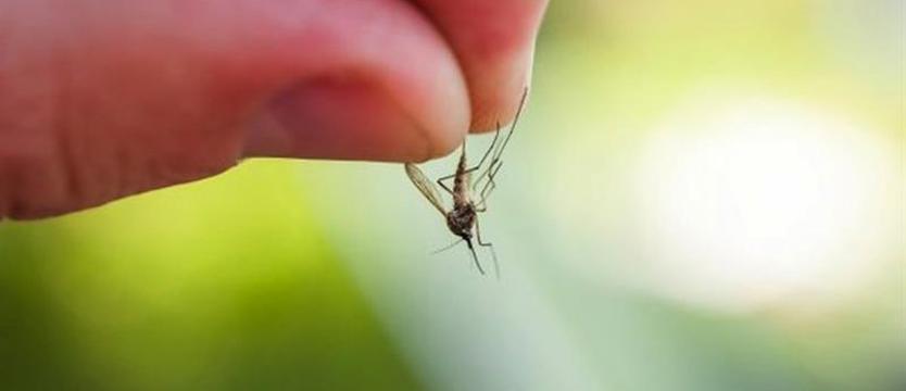 Do krwi ostatniej? Uciążliwa plaga bez granic – zwalczanie o radykalnie ograniczonym zasięgu