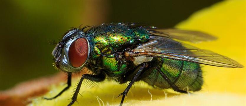 Z medycznych ciekawostek. Stopę uratowały… muchy