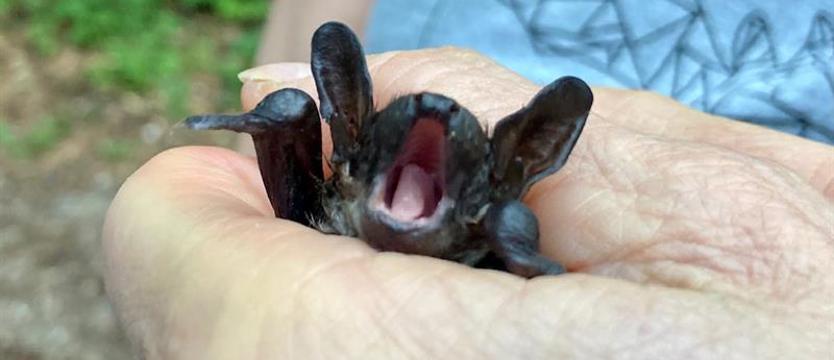 Pani Basiu, mam dla pani Gargamela! Zakochana w nietoperzach