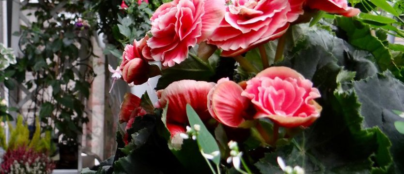 Cały Szczecin w kwiatach. Wydłużyliśmy termin zgłoszeń!