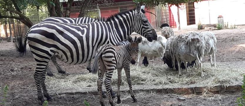 Wybieramy imię dla nowego mieszkańca zoo Ueckermünde!