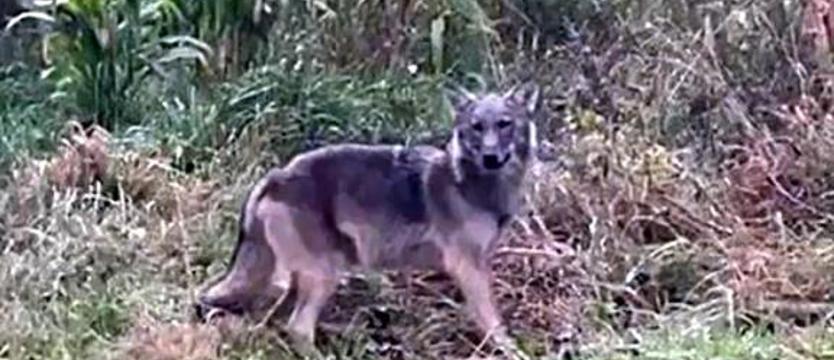 Mieszkańcy Sułkowa mają problem. Wilk wchodzi im na posesje