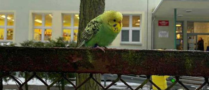 Uciekinierka złapana