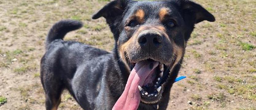 E.T. tęskni za domem