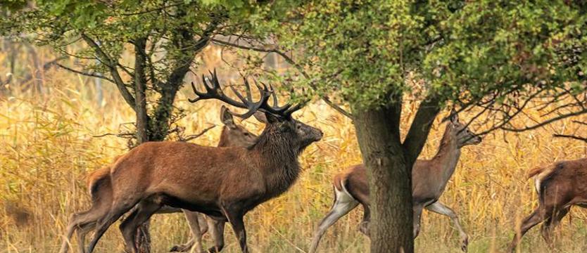 Poszukiwacze cennego trofeum ruszyli do lasów