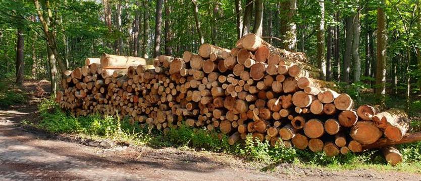 Lasy znikają na potęgę? Wycinka zgodna z prawem
