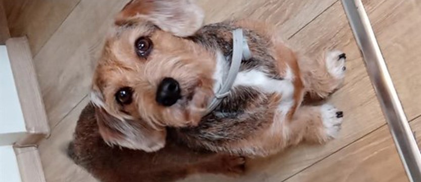 Czytelnicy wybrali Superpsiaka 2022