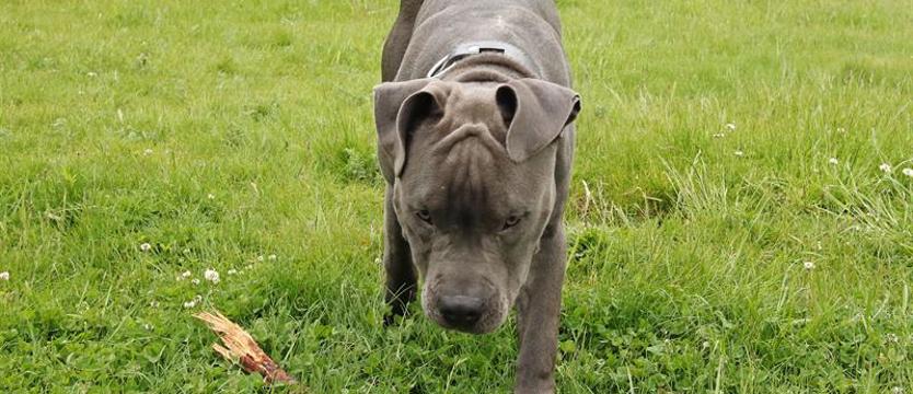 Schronisko bez psów. Nie wiadomo, co się stanie po Nowym Roku