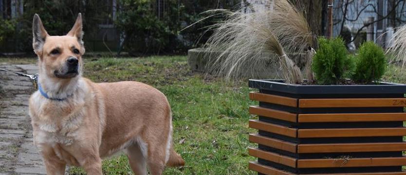 Weź mnie KURIEREM do domu. Mika, czyli tęsknota po stracie