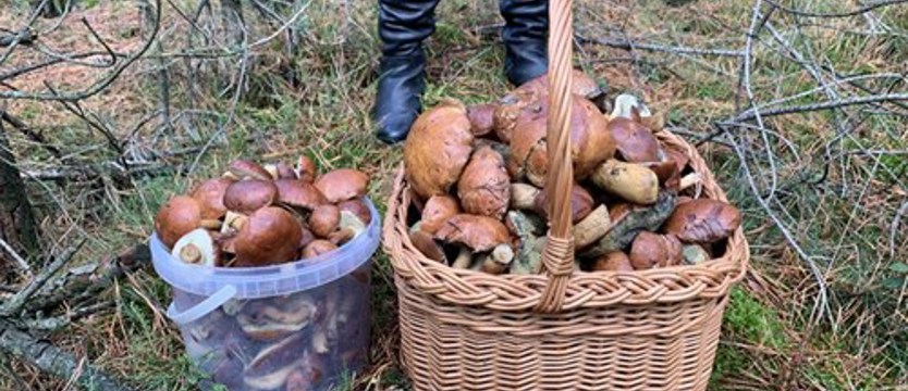 Sezon na grzyby! Uroki jesieni w zachodniopomorskich lasach