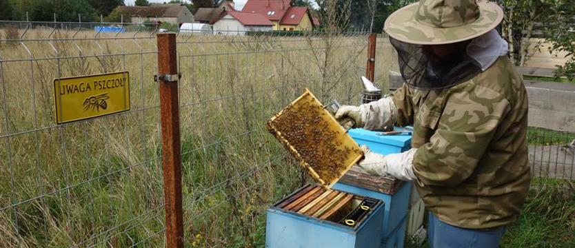 Do miodu ciągną również złodzieje. Jeśli z ziemi zniknie ostatnia…